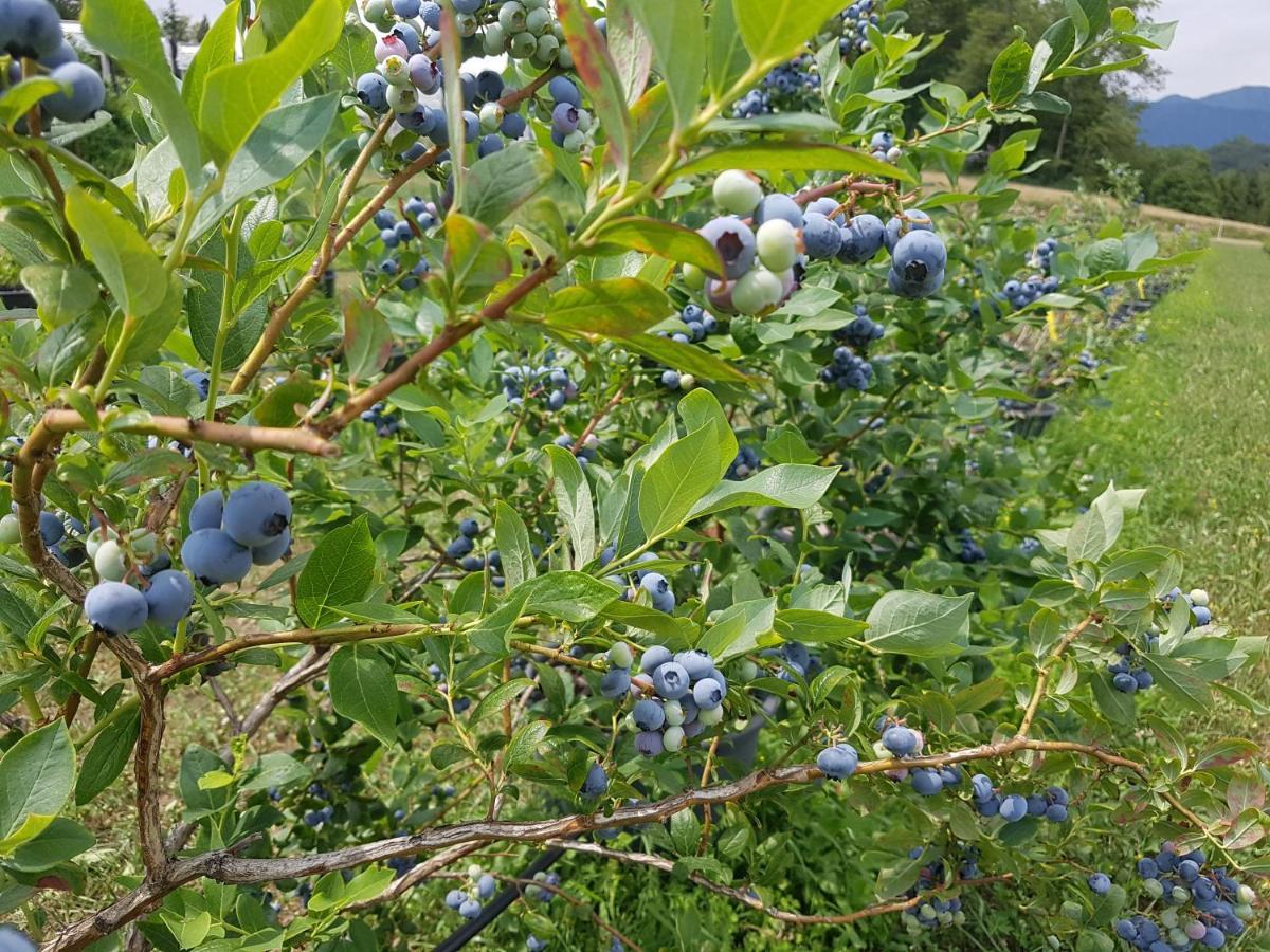 Agriturismo La Giasena 폰테 넬랄피 외부 사진