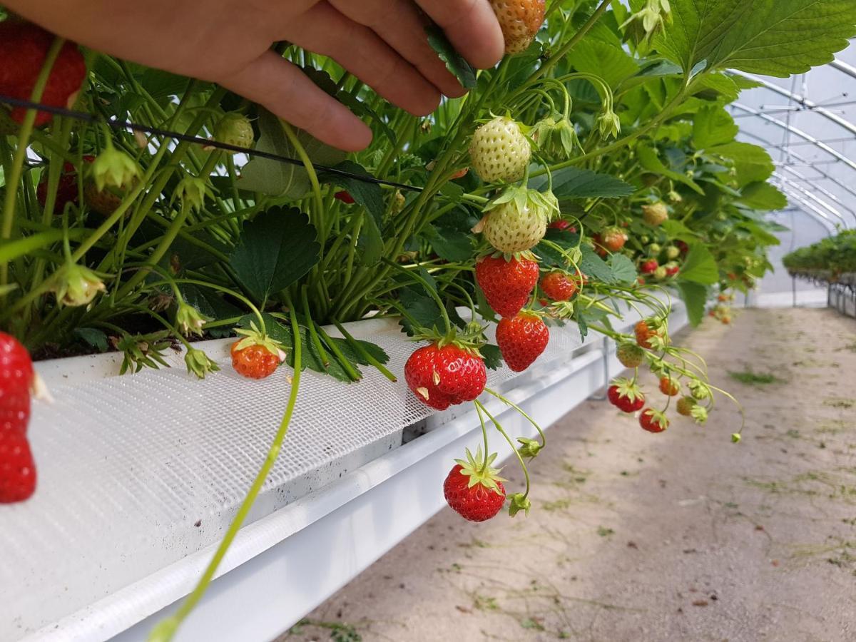 Agriturismo La Giasena 폰테 넬랄피 외부 사진