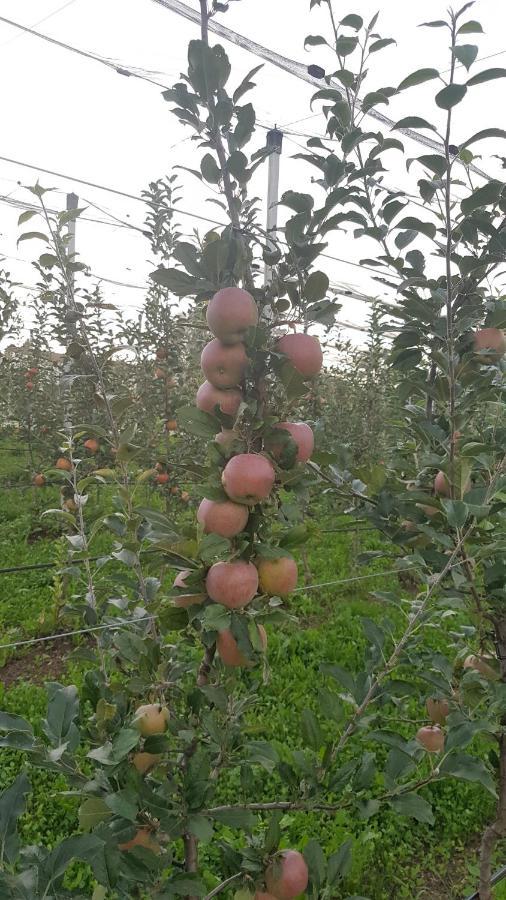 Agriturismo La Giasena 폰테 넬랄피 외부 사진